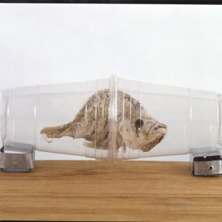 Fish View photographic 