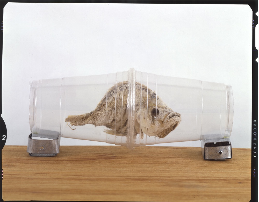 Fish View photographic 